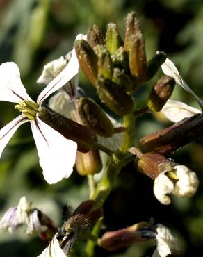 Fotografia 9 da espécie Eruca vesicaria no Jardim Botânico UTAD