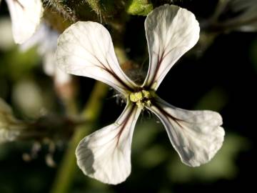 Fotografia da espécie Eruca vesicaria