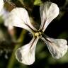 Fotografia 10 da espécie Eruca vesicaria do Jardim Botânico UTAD