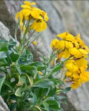 Fotografia da espécie Erysimum cheiri