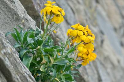 Fotografia da espécie Erysimum cheiri