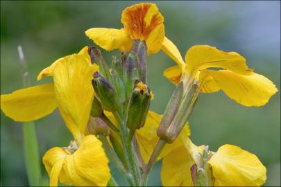 Fotografia da espécie Erysimum cheiri