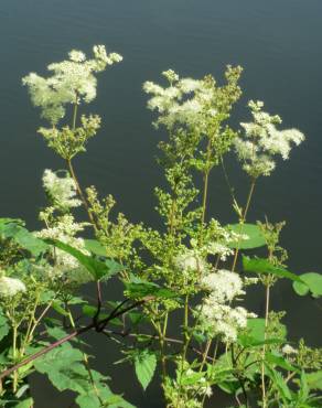 Fotografia 4 da espécie Filipendula ulmaria no Jardim Botânico UTAD