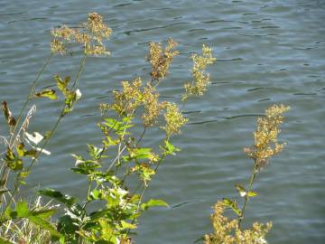 Fotografia da espécie Filipendula ulmaria