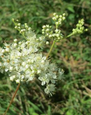 Fotografia 7 da espécie Filipendula ulmaria no Jardim Botânico UTAD