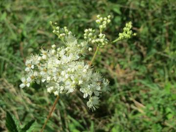 Fotografia da espécie Filipendula ulmaria