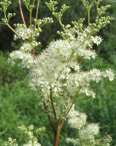 Fotografia de capa Filipendula ulmaria - do Jardim Botânico