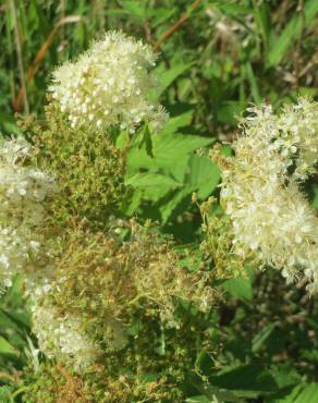 Fotografia 8 da espécie Filipendula ulmaria no Jardim Botânico UTAD