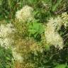 Fotografia 8 da espécie Filipendula ulmaria do Jardim Botânico UTAD