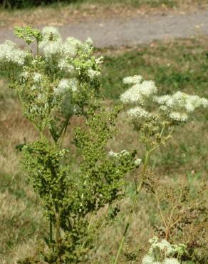 Fotografia 9 da espécie Filipendula ulmaria no Jardim Botânico UTAD