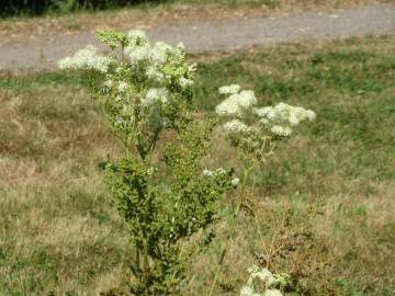 Fotografia da espécie Filipendula ulmaria