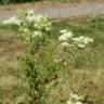 Fotografia 9 da espécie Filipendula ulmaria do Jardim Botânico UTAD