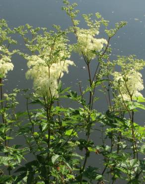 Fotografia 10 da espécie Filipendula ulmaria no Jardim Botânico UTAD