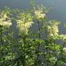 Fotografia 10 da espécie Filipendula ulmaria do Jardim Botânico UTAD