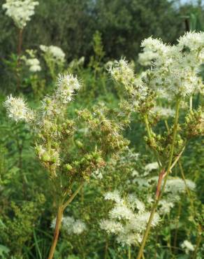 Fotografia 11 da espécie Filipendula ulmaria no Jardim Botânico UTAD