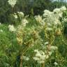 Fotografia 11 da espécie Filipendula ulmaria do Jardim Botânico UTAD