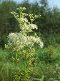 Fotografia da espécie Filipendula ulmaria