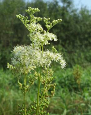 Fotografia 12 da espécie Filipendula ulmaria no Jardim Botânico UTAD