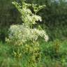 Fotografia 12 da espécie Filipendula ulmaria do Jardim Botânico UTAD