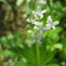 Fotografia 3 da espécie Galium odoratum do Jardim Botânico UTAD