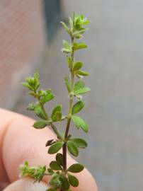 Fotografia da espécie Galium murale