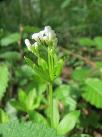 Fotografia da espécie Galium odoratum