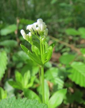 Fotografia 5 da espécie Galium odoratum no Jardim Botânico UTAD