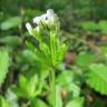 Fotografia 5 da espécie Galium odoratum do Jardim Botânico UTAD