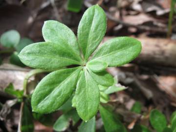 Fotografia da espécie Galium odoratum