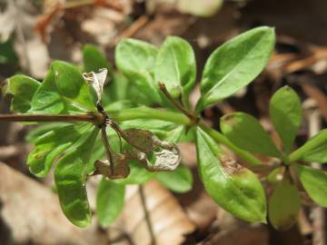 Fotografia da espécie Galium odoratum