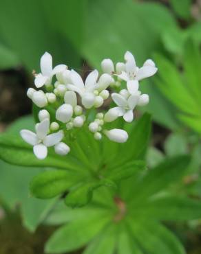 Fotografia 8 da espécie Galium odoratum no Jardim Botânico UTAD