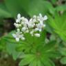 Fotografia 8 da espécie Galium odoratum do Jardim Botânico UTAD