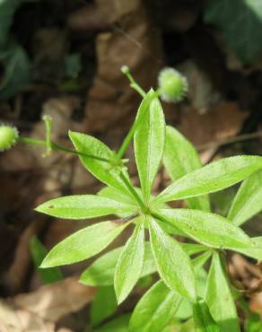Fotografia 9 da espécie Galium odoratum no Jardim Botânico UTAD