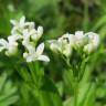 Fotografia 10 da espécie Galium odoratum do Jardim Botânico UTAD