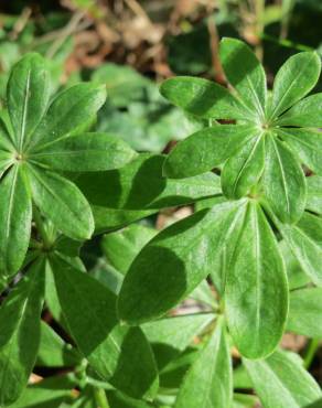 Fotografia 11 da espécie Galium odoratum no Jardim Botânico UTAD