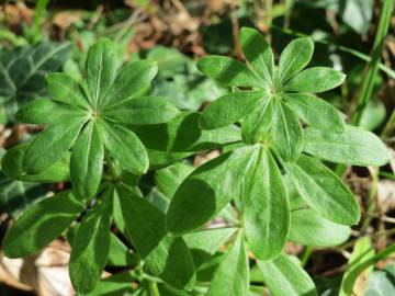 Fotografia da espécie Galium odoratum