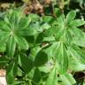 Fotografia 11 da espécie Galium odoratum do Jardim Botânico UTAD