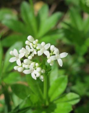 Fotografia 1 da espécie Galium odoratum no Jardim Botânico UTAD