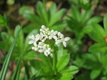 Fotografia da espécie Galium odoratum