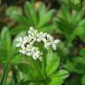 Fotografia 1 da espécie Galium odoratum do Jardim Botânico UTAD