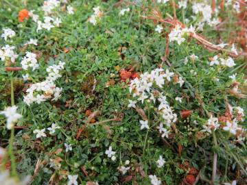 Fotografia da espécie Galium saxatile