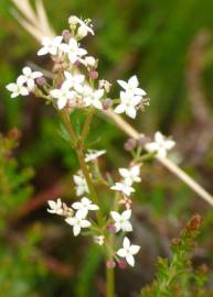 Fotografia da espécie Galium saxatile