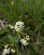 Fotografia da espécie Galium saxatile