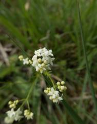 Galium saxatile