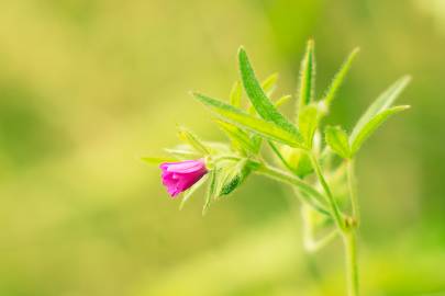 Fotografia da espécie Geranium dissectum