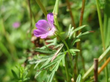 Fotografia da espécie Geranium dissectum