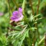 Fotografia 5 da espécie Geranium dissectum do Jardim Botânico UTAD