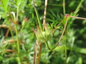 Fotografia da espécie Geranium dissectum