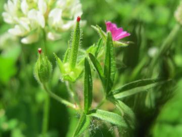 Fotografia da espécie Geranium dissectum