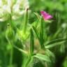 Fotografia 7 da espécie Geranium dissectum do Jardim Botânico UTAD